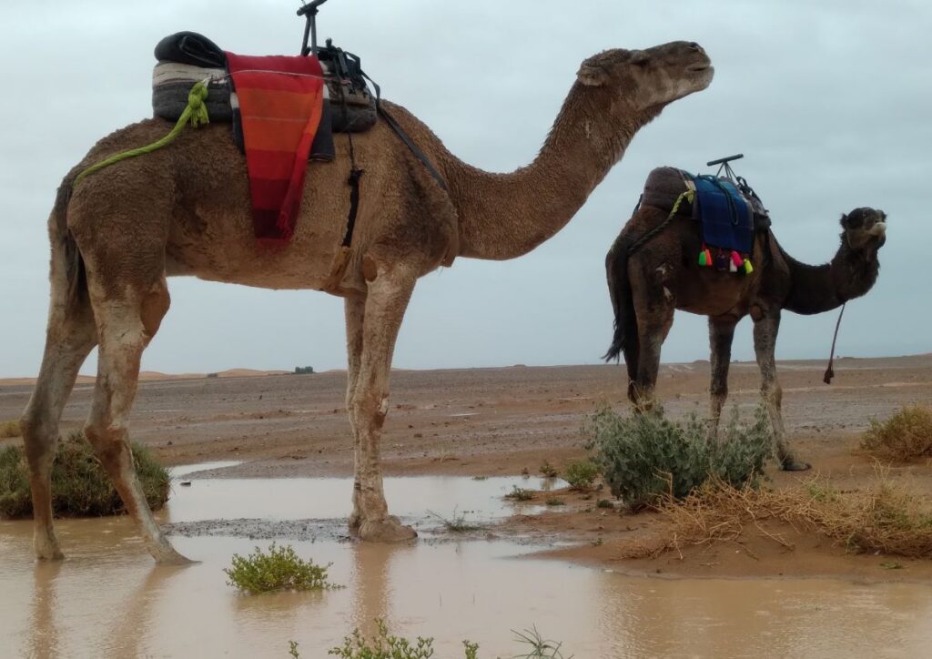 Atlas mountains tours through dramatic gorges Berber villages and High Atlas peaks
