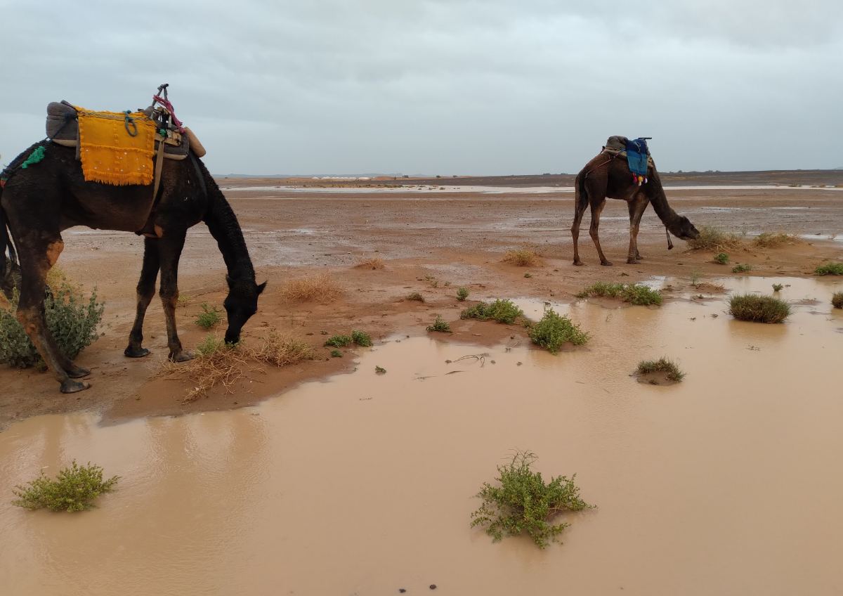 Tangier to desert tour crossing Morocco from north to the Sahara in the south